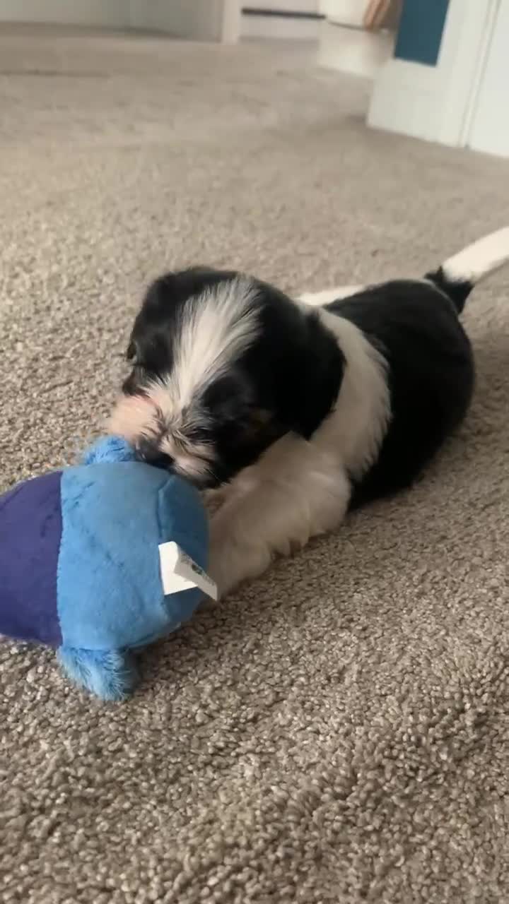 Cavapoo dogs for sale: Cavapoo puppy  - Video 2