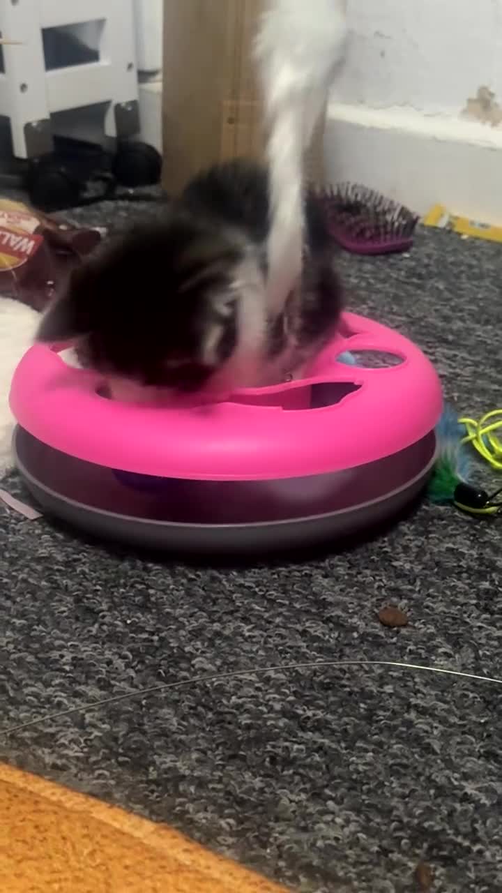 British Longhair cats for sale: Baby fluffy kittens 2 boys 2 girls  - Video 4