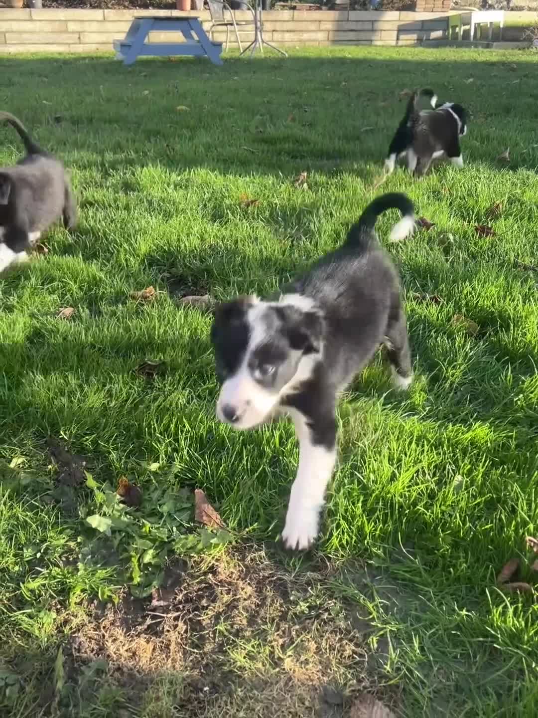 Border Collie dogs for sale: Sheepdog puppies - Video 1