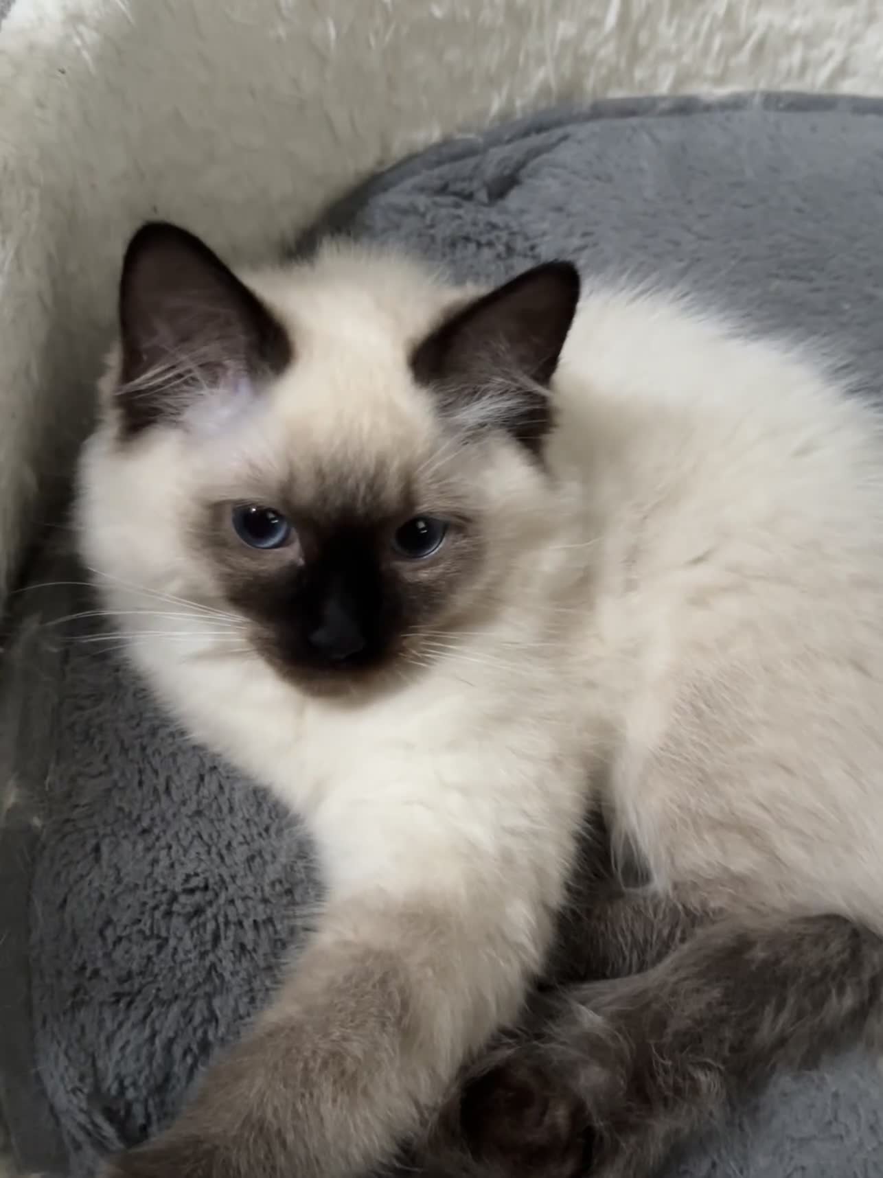 Ragdoll cats for sale: Reduced Full Ragdoll only 1 left!!!! - Video 1