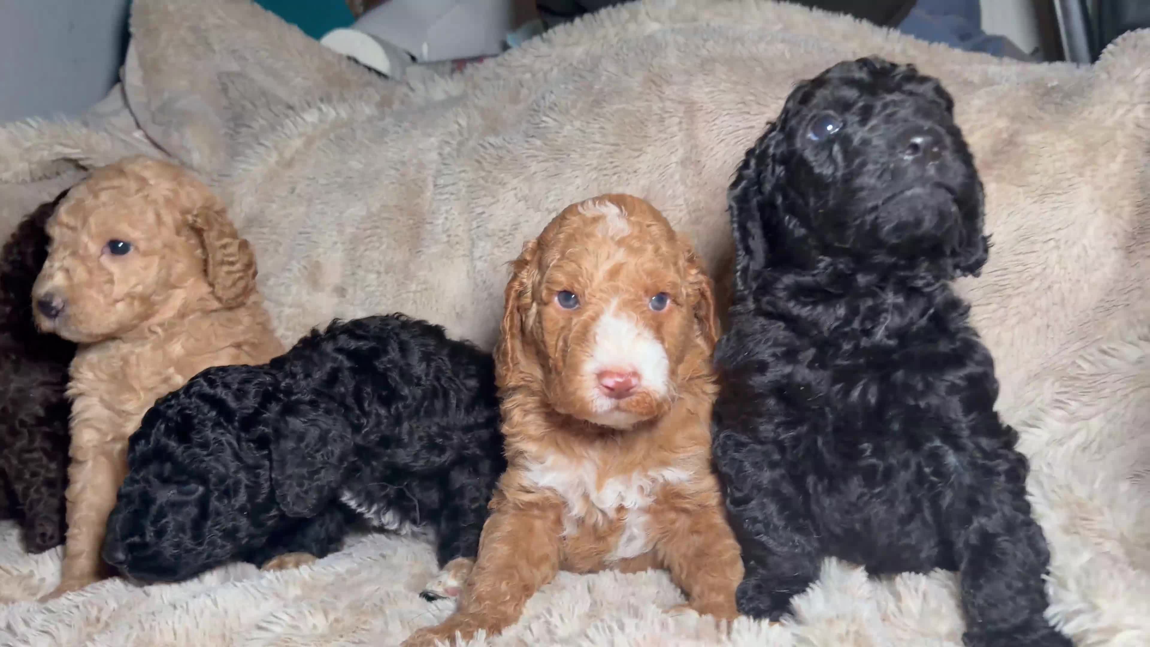 Goldendoodle dogs for sale: Goldendoodles Ready Next Week - Video 1