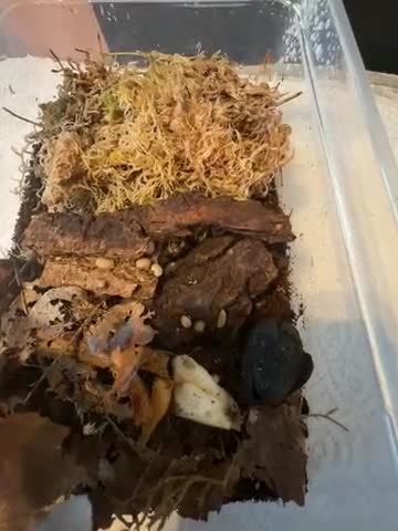Isopods invertebrates for sale: Pineapple spiky isopods - Video 2