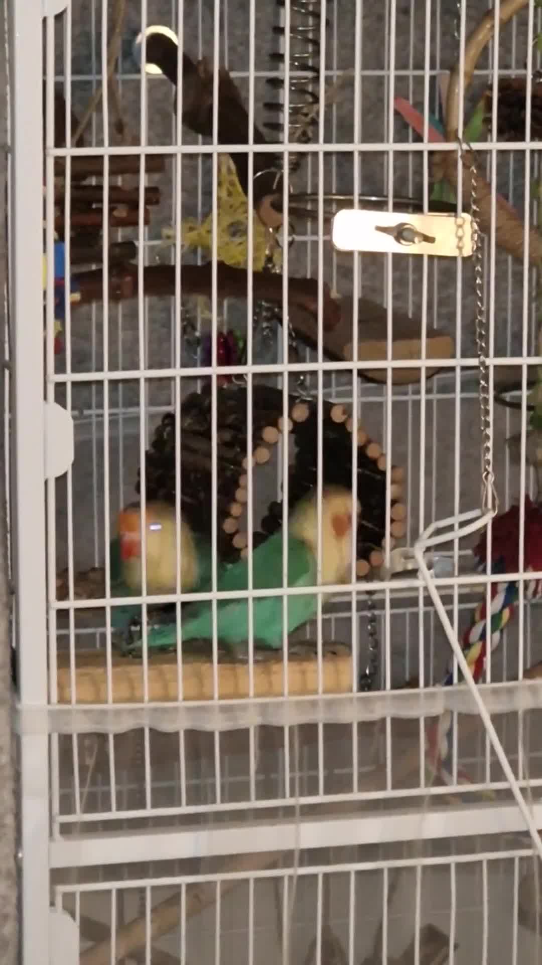 Lovebirds birds for sale: Beautiful paired lovebirds Price reduced from £220 - Video 4