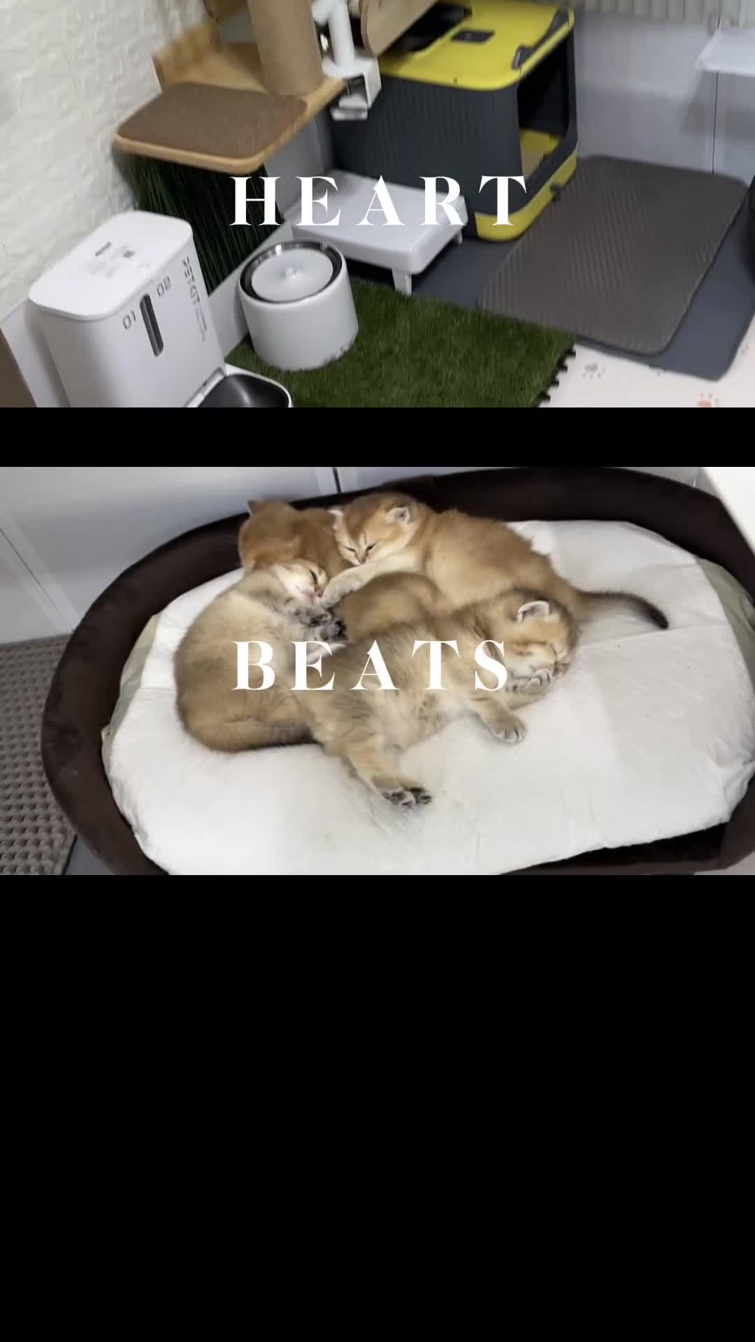 Scottish Fold cats for sale:     Beautiful Scottish Kittens for Reservation 🥰 - Video 2
