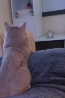 British Shorthair cats for sale: Beautiful Lilac British Shorthair  - Video 2