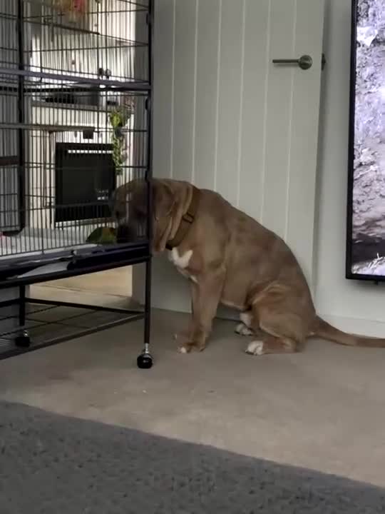 Mixed Breed dogs for sale: Koda for rehome  - Video 4