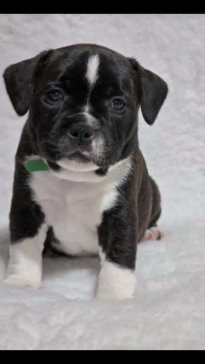 Staffordshire Bull Terrier dogs for sale: ✨️Outstanding SBT puppies✨️ - Video 1
