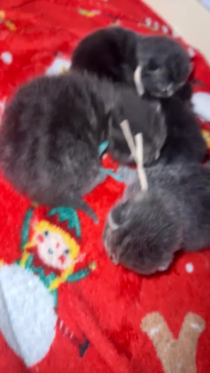Mixed Breed cats for sale: Stunning silver and cream tabby kittens  - Video 1