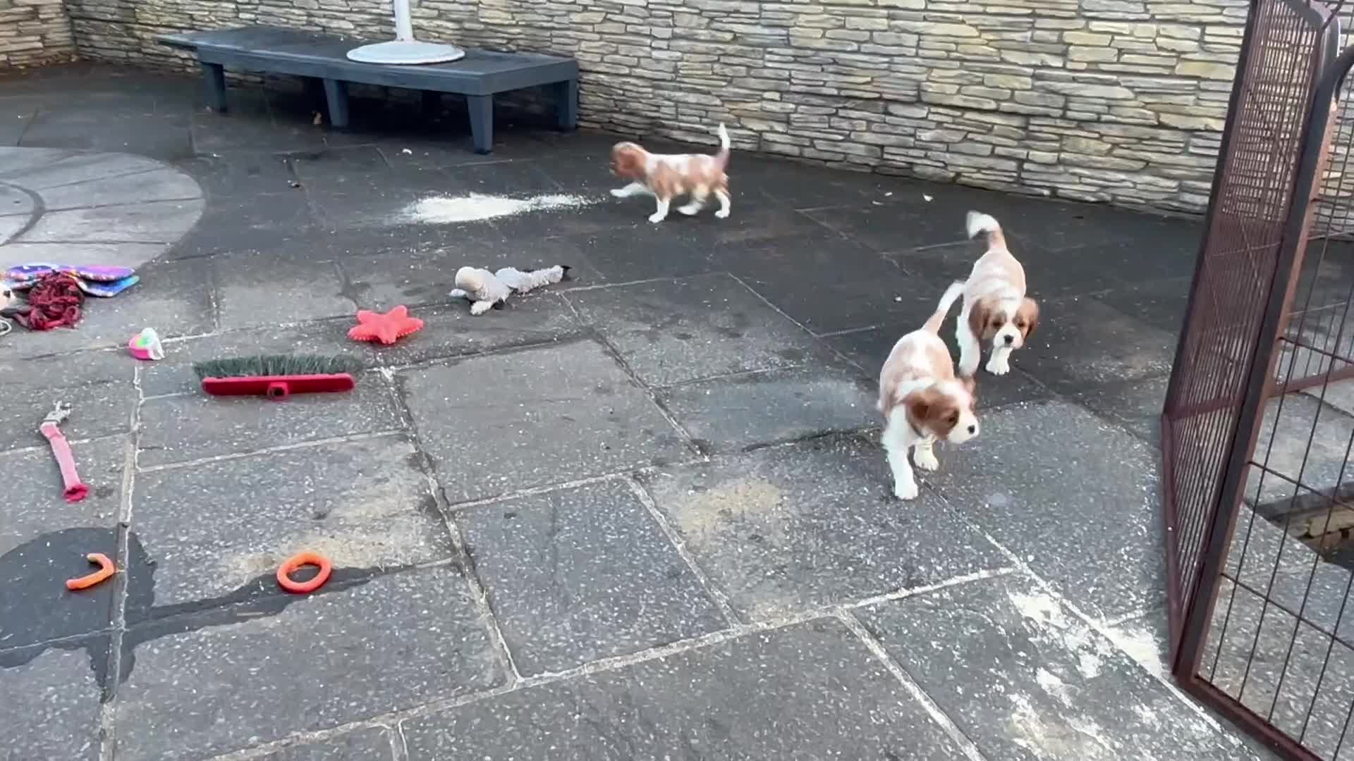 Cavalier King Charles Spaniel dogs for sale: Cavalier King Charles  - Video 2