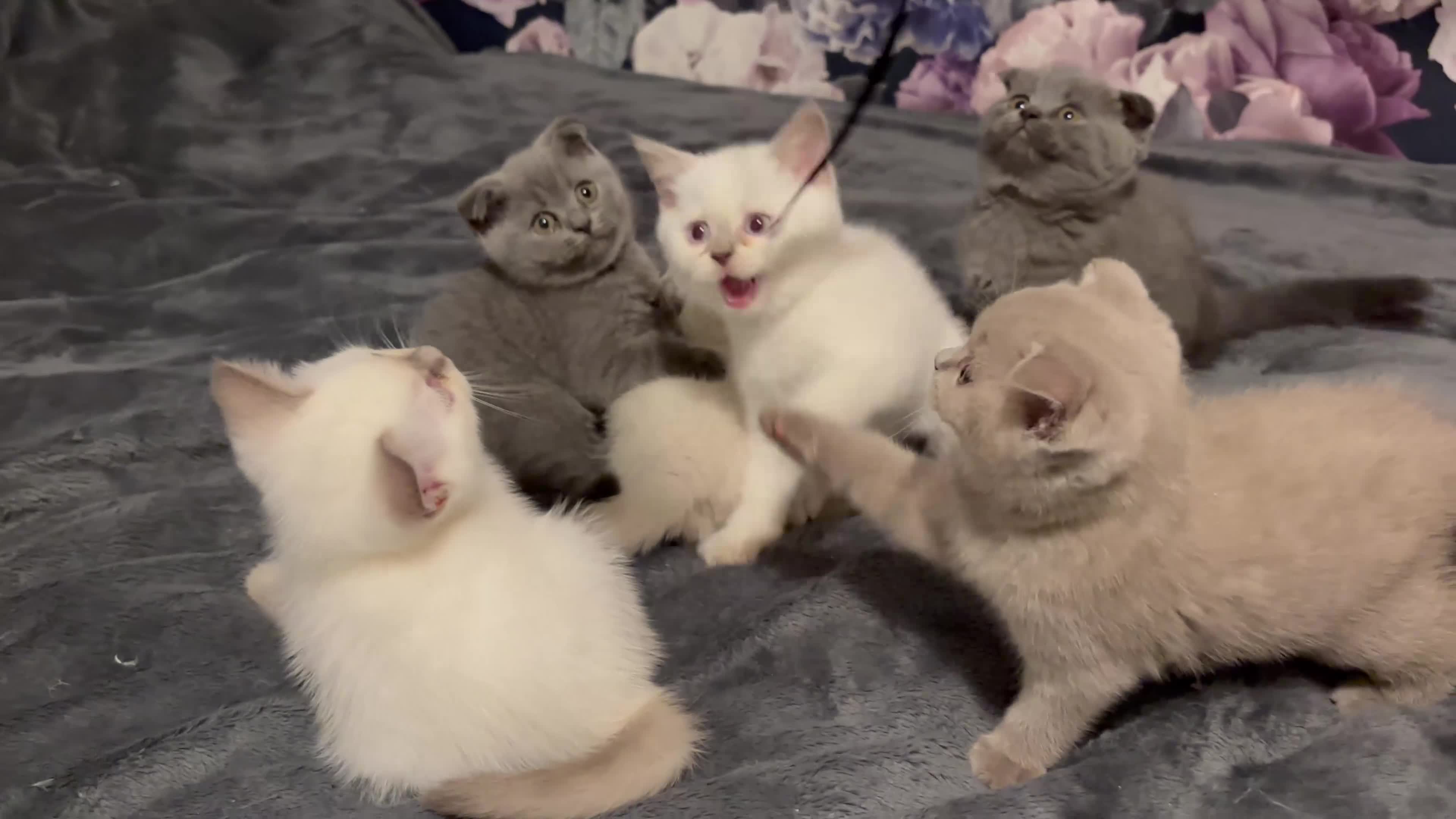 Scottish Fold cats for sale: Scottish fold and straight kittens - Video 1