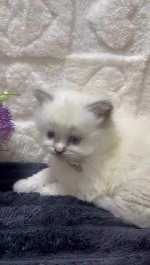 Ragdoll cats for sale:  Exceptional GCCF Registered Ragdoll Kittens   - Video 3