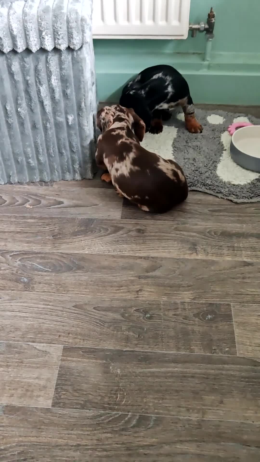 Dachshund dogs for sale: Dashounds girls in Pontefract - Video 2