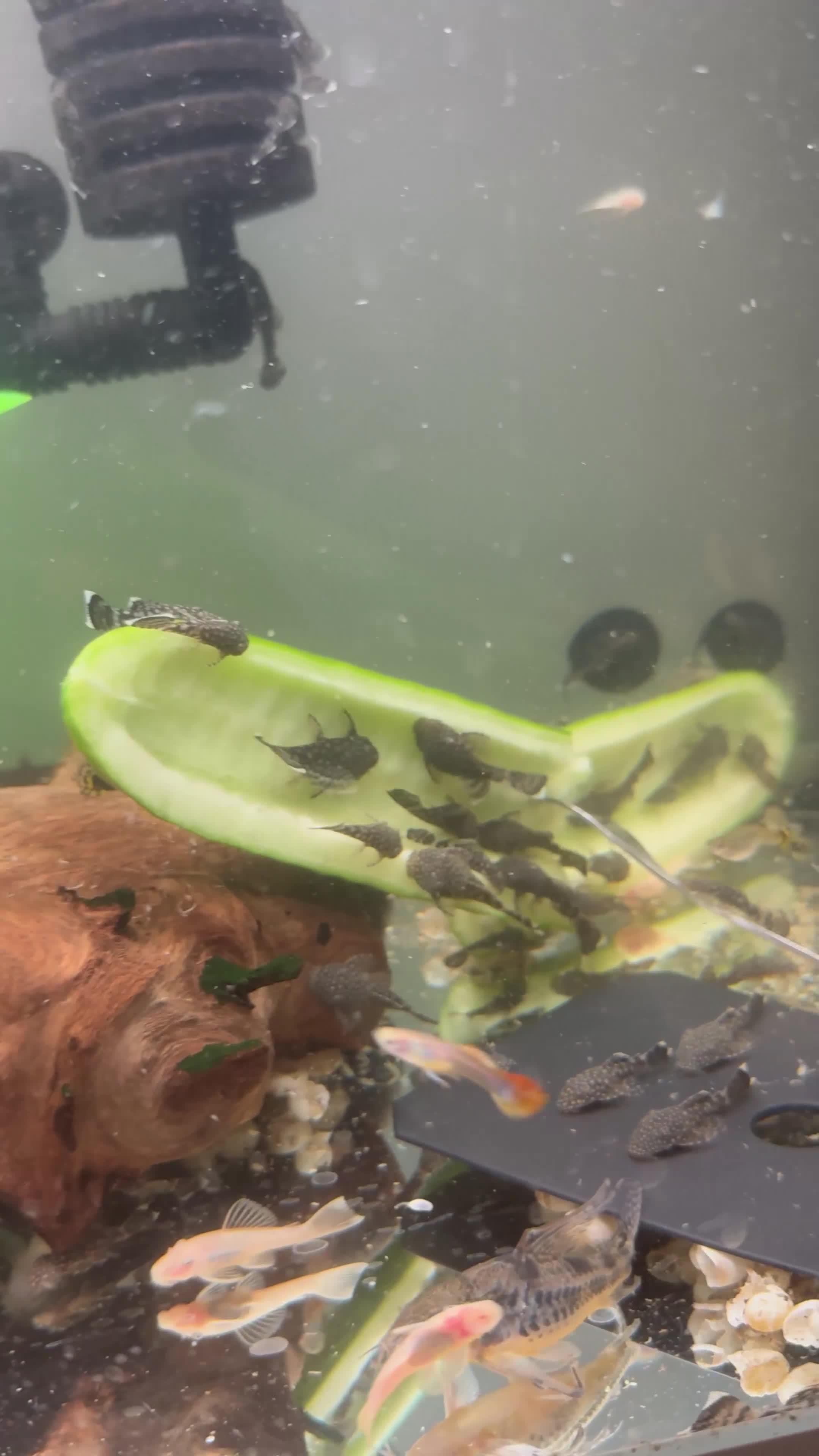 Plecos fish for sale: Chocolate and albino ansistrus bristlenose pleco in Leeds - Video 1
