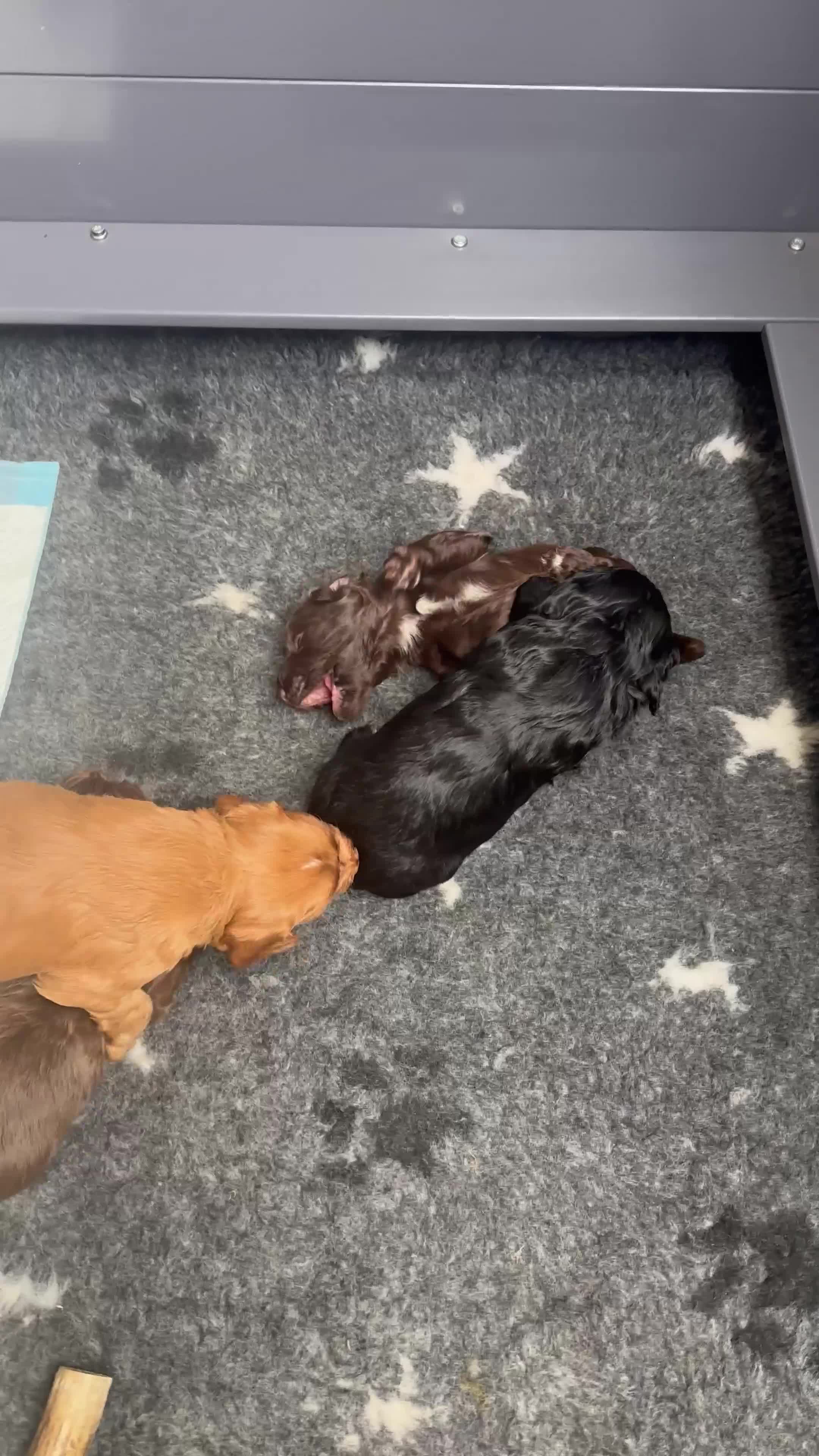 Cocker Spaniel dogs for sale: Beautifully Bred Working Cocker Spaniel Puppies  - Video 1