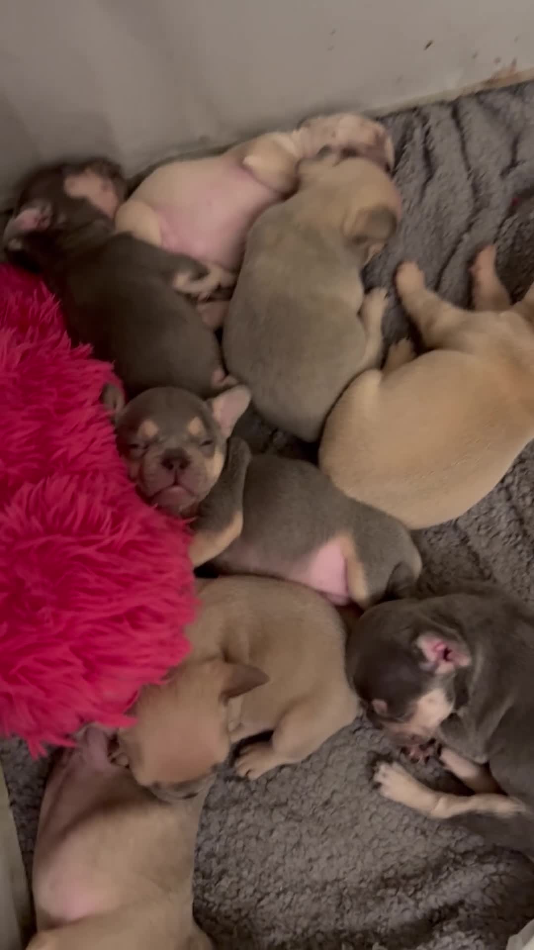 French Bulldog dogs for sale: French bulldog puppies for sale  - Video 1