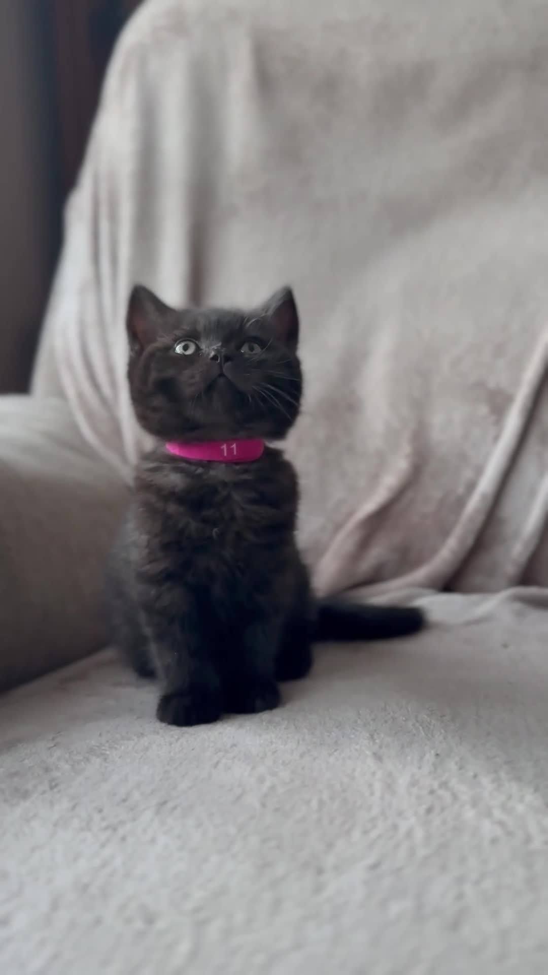 British Shorthair cats for sale: Champion bloodline BSH kittens- last 2 remaining‼️ - Video 3