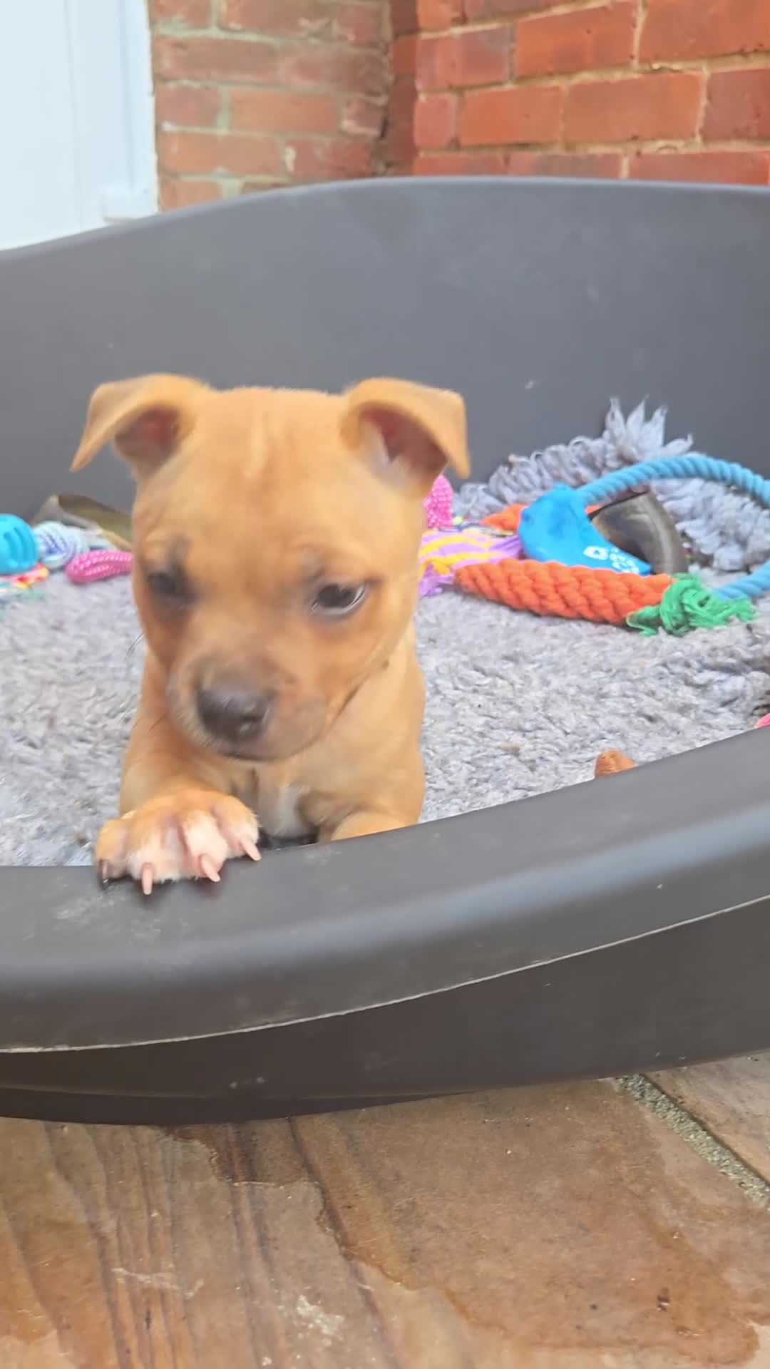 Staffordshire Bull Terrier dogs for sale: !READY NOW! KC Reg Quality Red Staffy Puppies  - Video 1