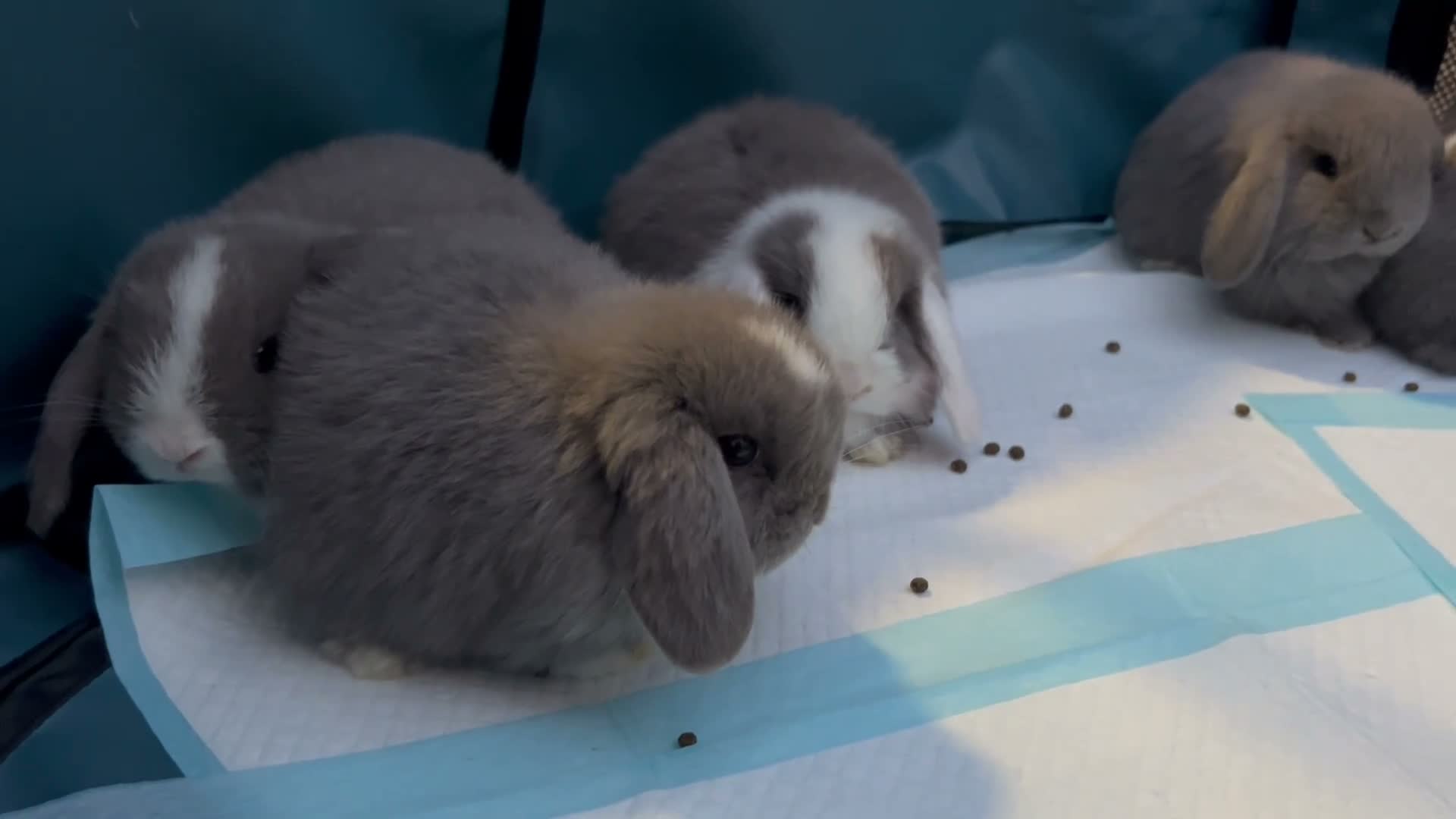 Mini Lop rabbits for sale: Mini lop babies  - Video 3