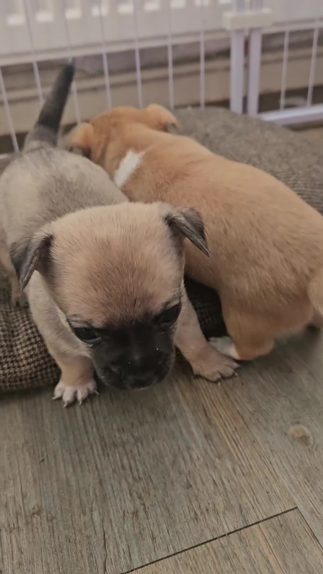 Chihuahua dogs for sale: Short haired chihuahuas  - Video 1