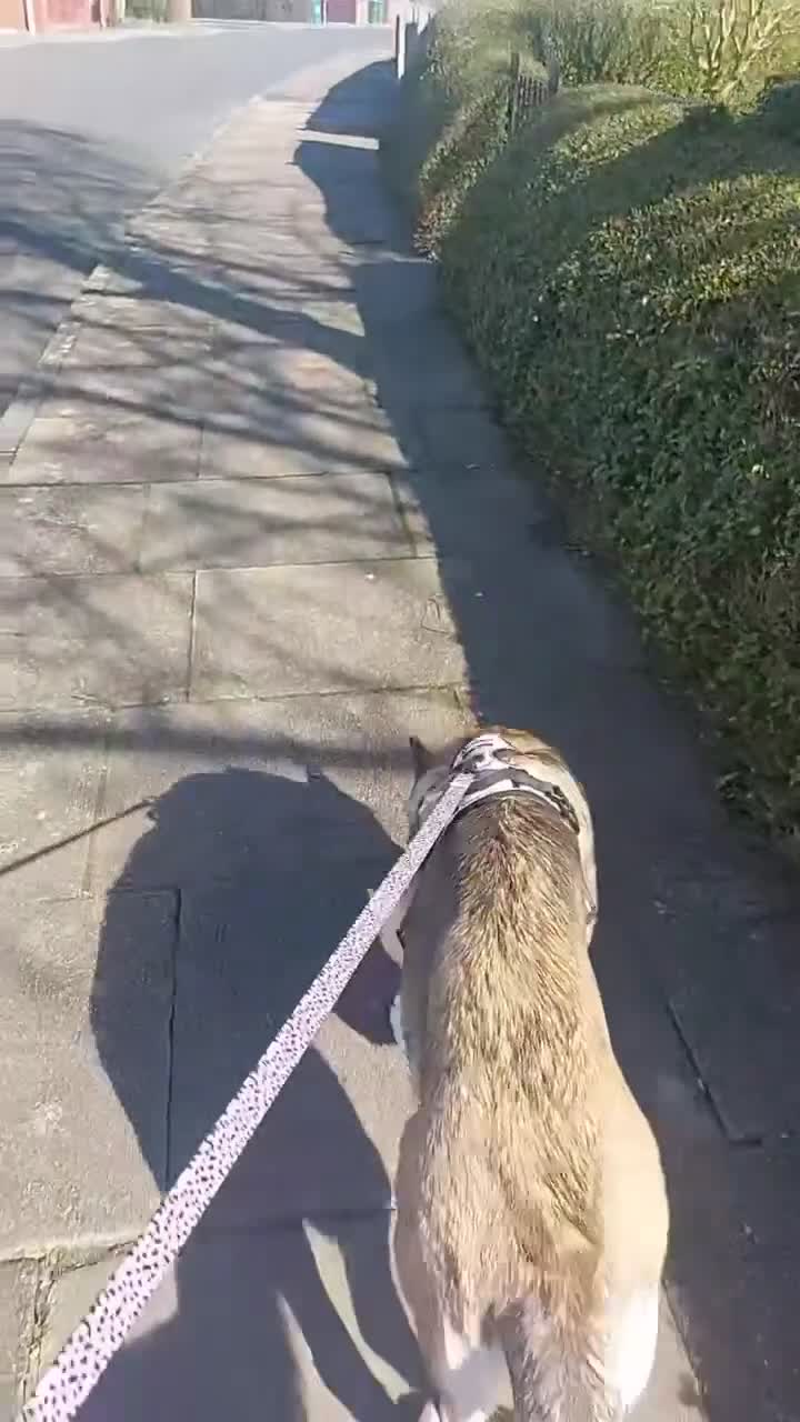 German Shepherd dogs for sale: River female German shepherd  - Video 5