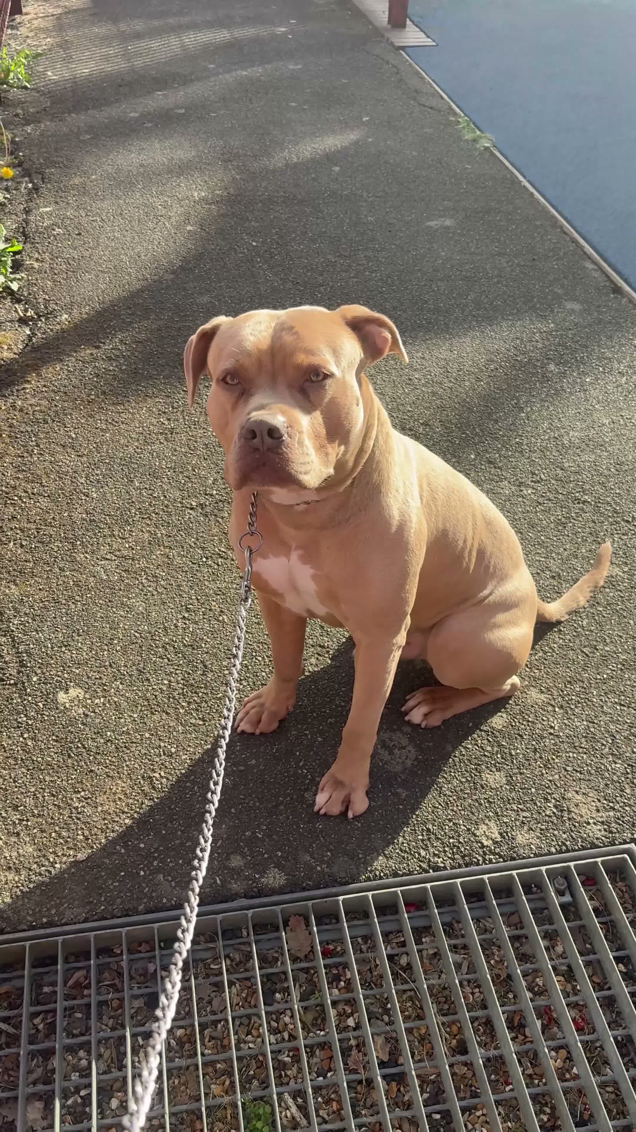 American Bully dogs for sale: American Bully in London - Video 3