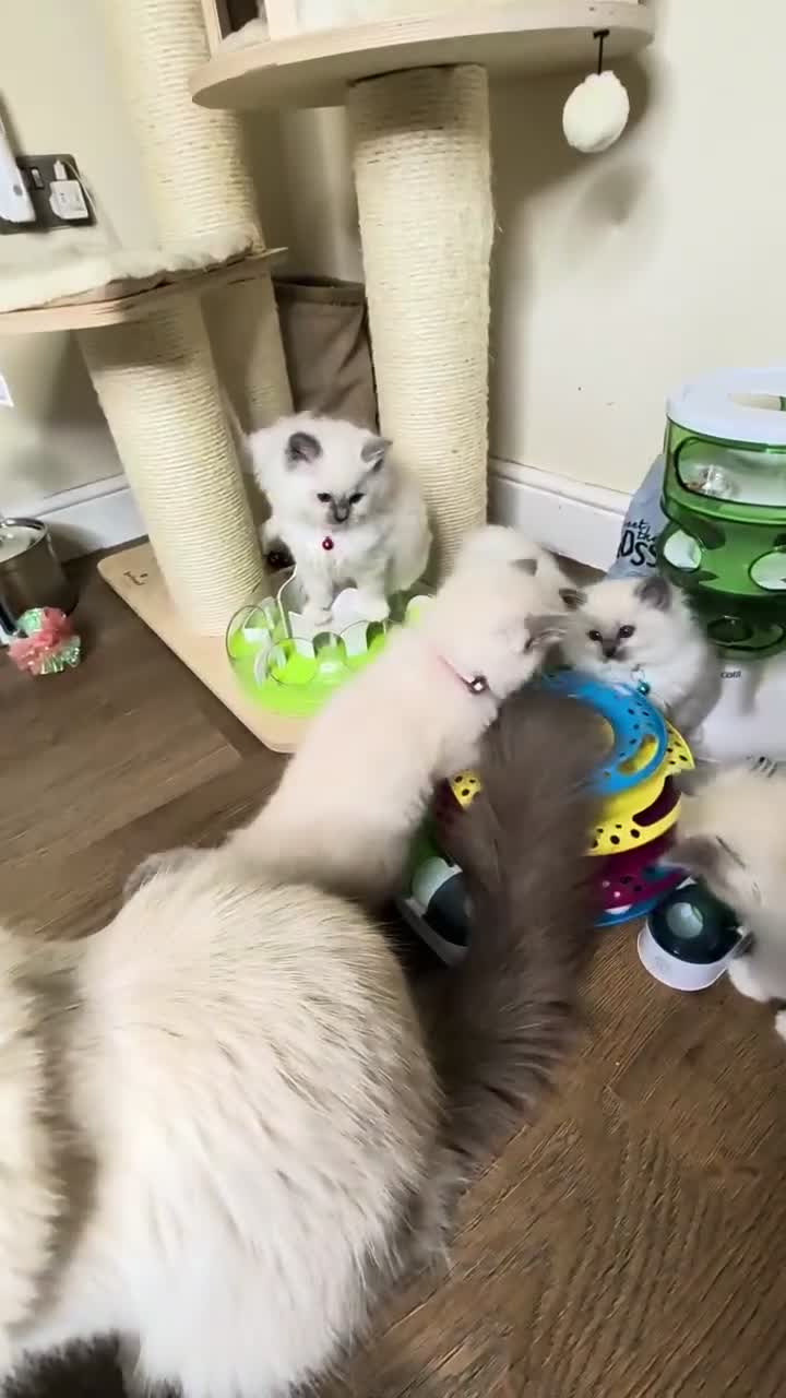 Ragdoll cats for sale: 🏆Tica Registered kittens from EU champion lines🏅 - Video 1