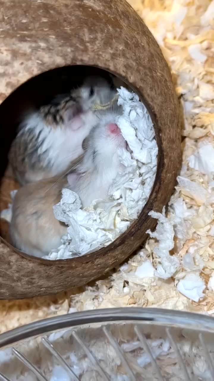 Hamster rodents for sale: Baby roborovski dwarf hamster  in Llandudno - Video 2