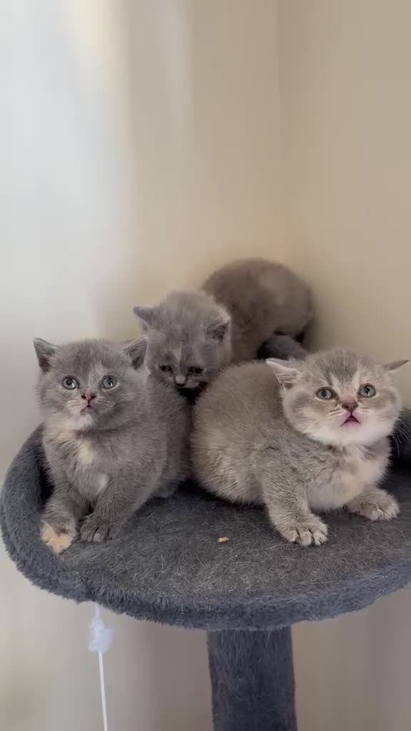 British Shorthair cats for sale: Lovely British shorthair kittens  in Boston - Video 1