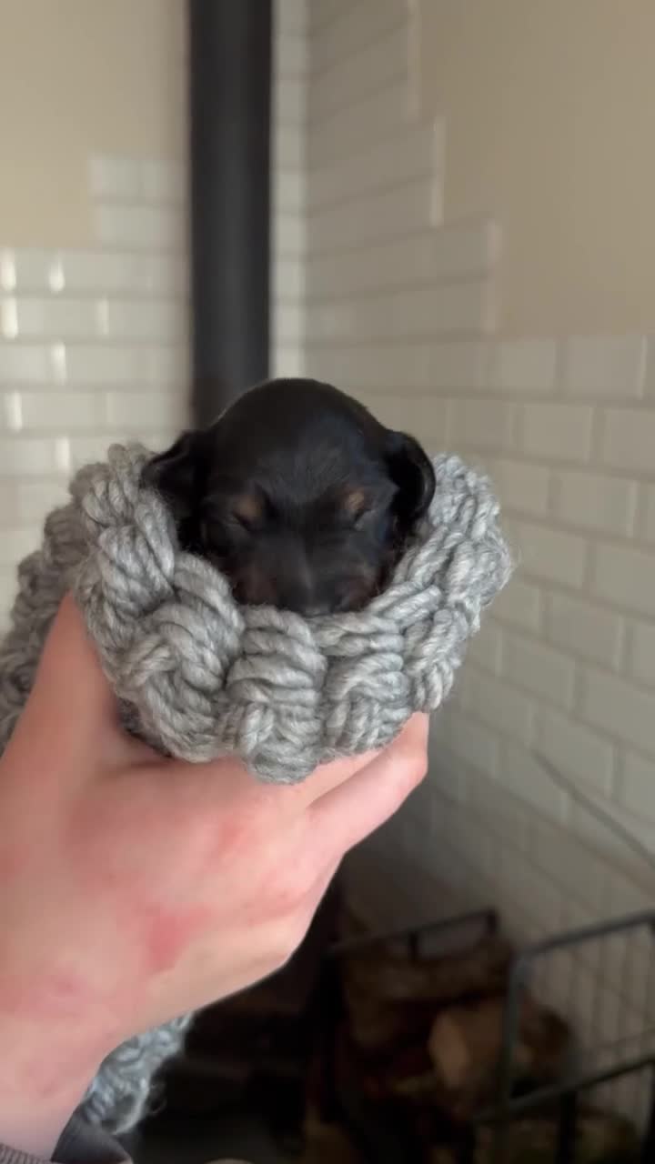 Miniature Dachshund dogs for sale: Last 2 ready to leave on 16th June - Video 1
