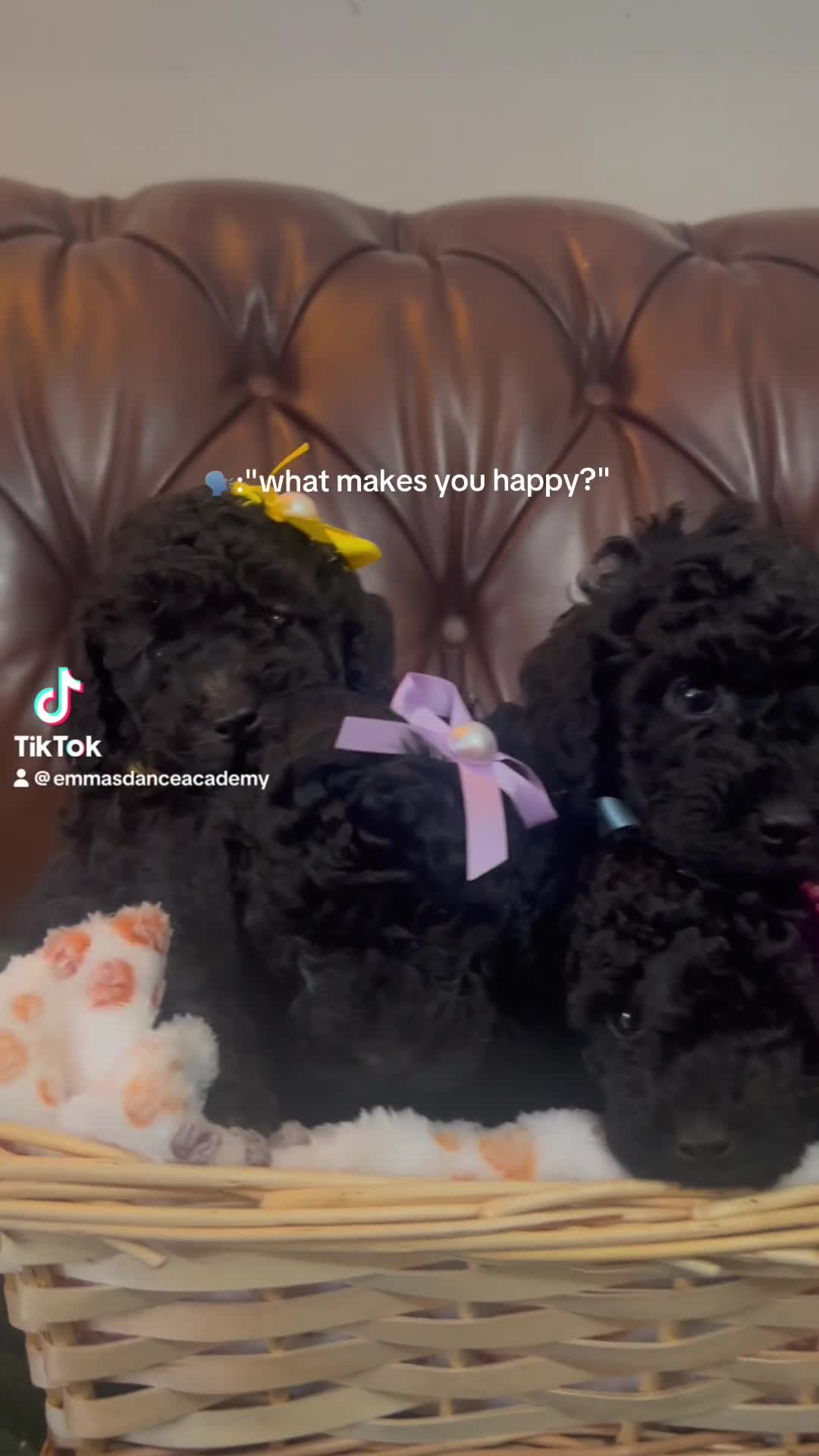 Toy Poodle dogs for sale: 5 generation championship pedigree toy poodle pups - Video 2
