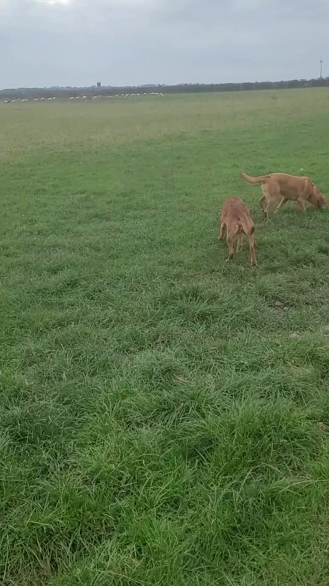 Labrador Retriever dogs for sale: Labradors for sale - Video 2