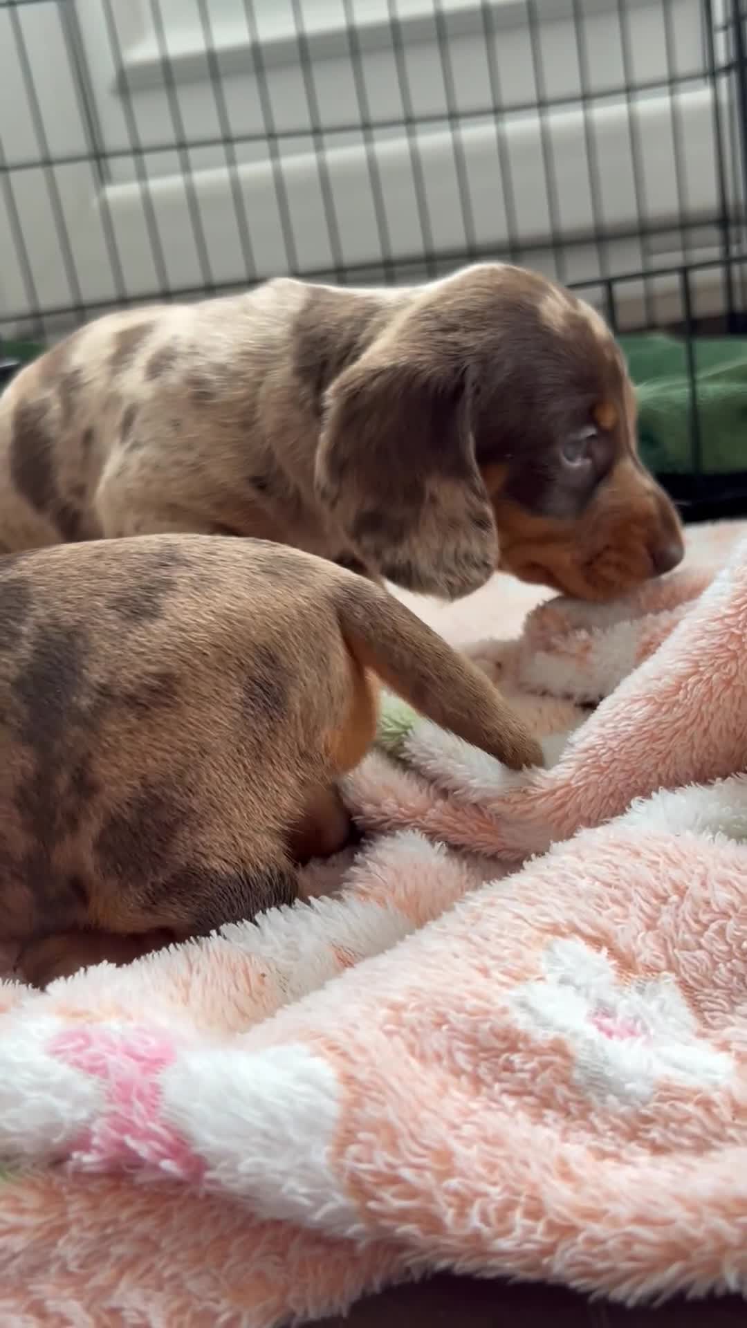 Dachshund dogs for sale: Dachshund medium/small dappled chocolate - Video 2