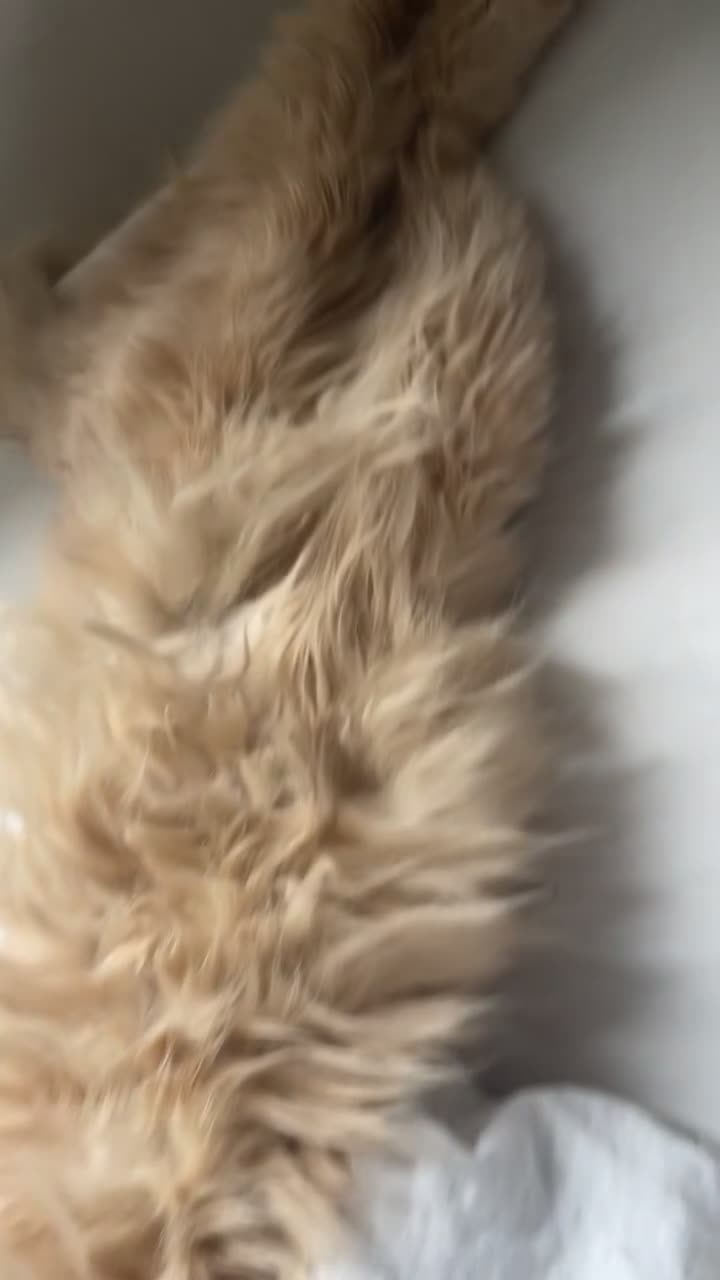 Persian cats for stud: Simba  in London - Video 1