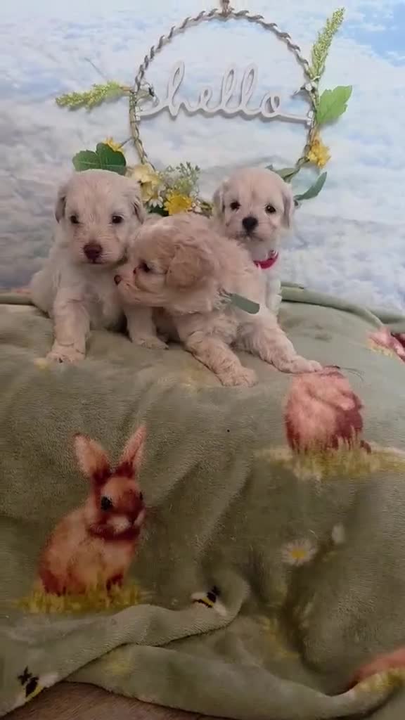 Cavapoo dogs for sale: Stunning  toy cavapoos available  - Video 1