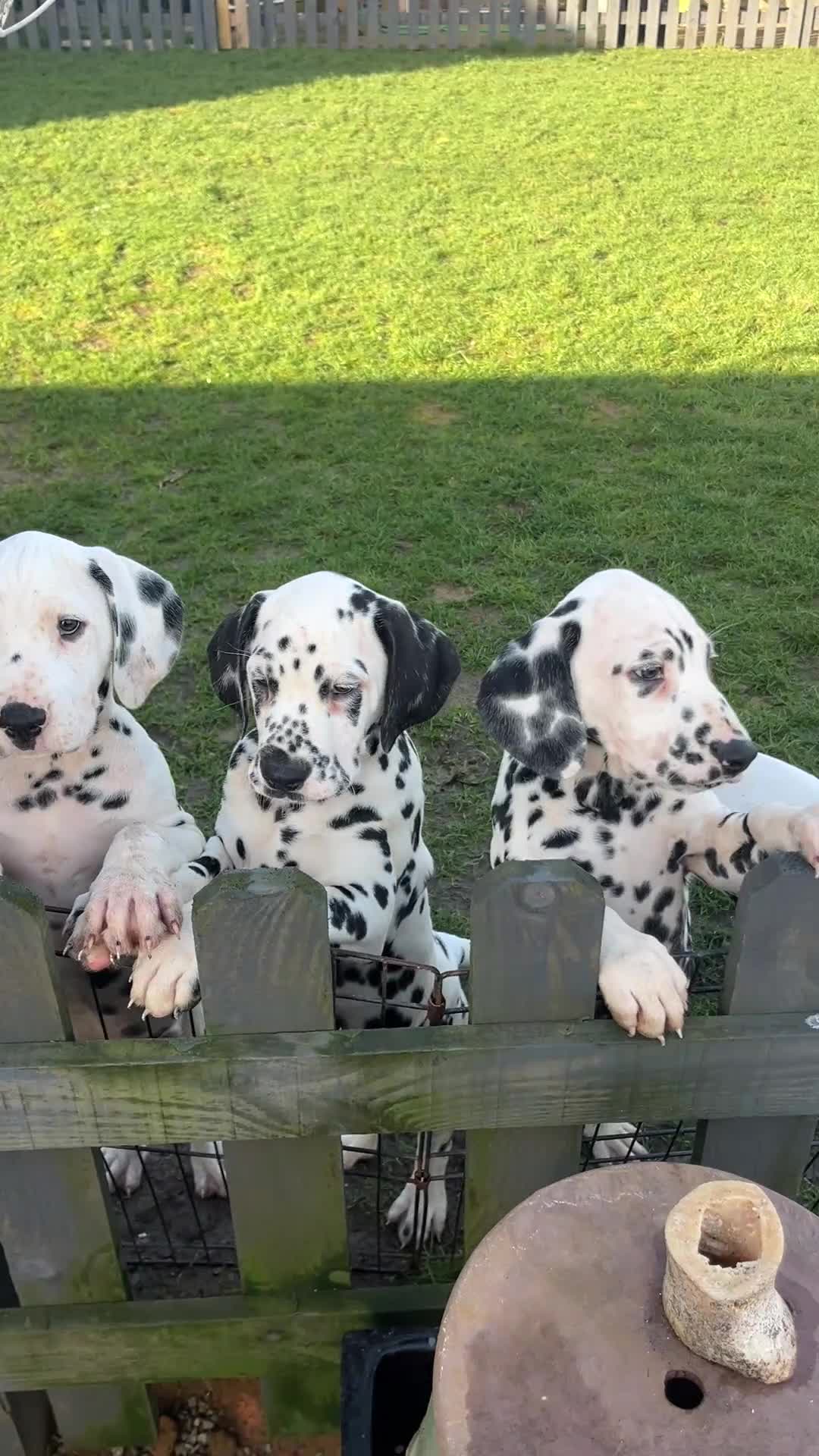 Dalmatian dogs for sale: Last boys looking for homes full hearing - Video 1