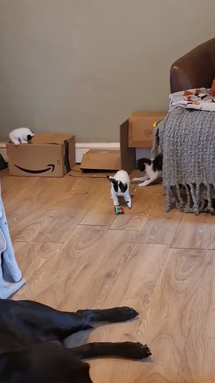 Mixed Breed cats for sale: 5 adorable kittens - Video 3