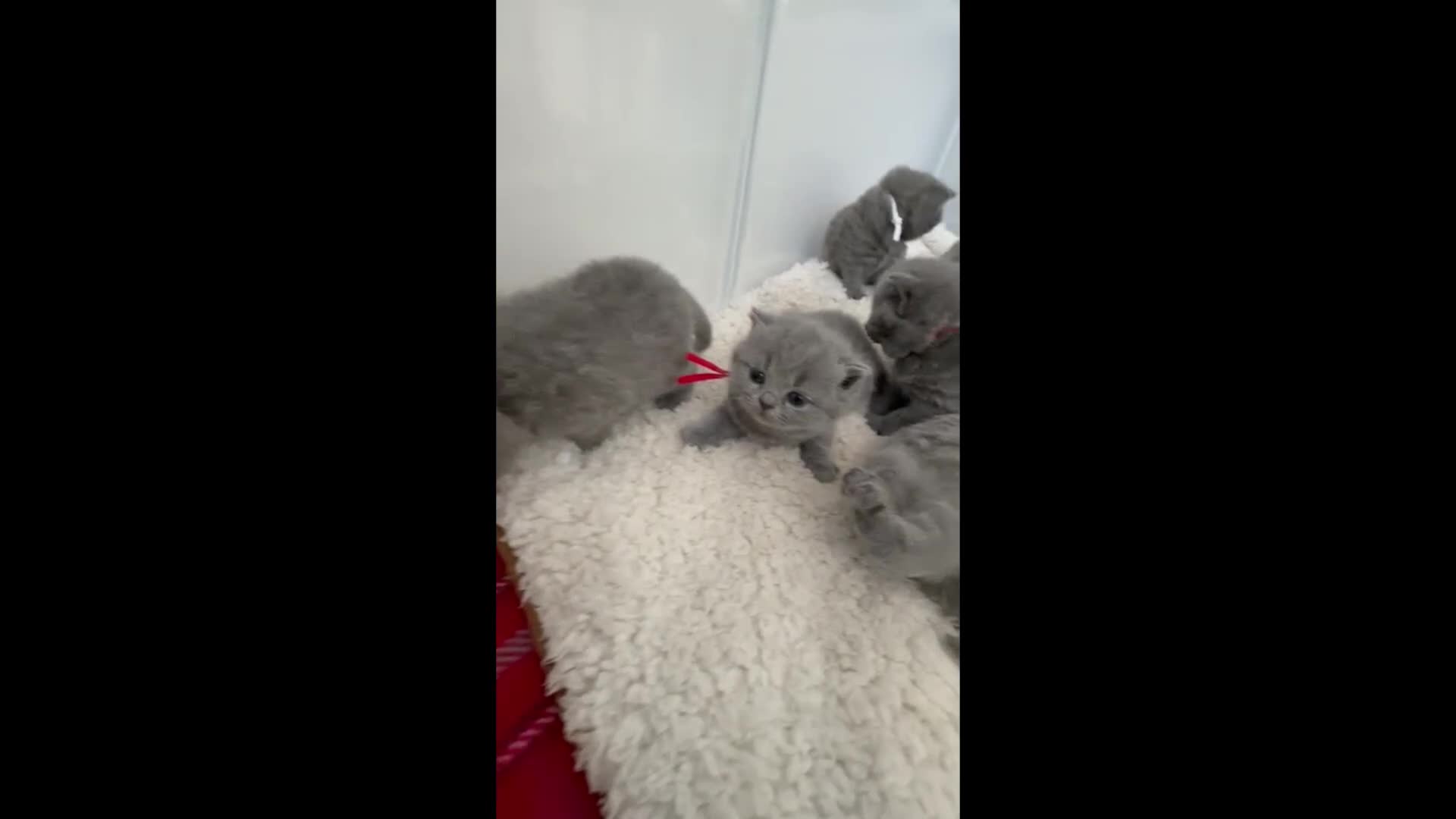 British Shorthair cats for sale: GCCF British Shorthair Blue Kittens-Champion Lines - Video 1