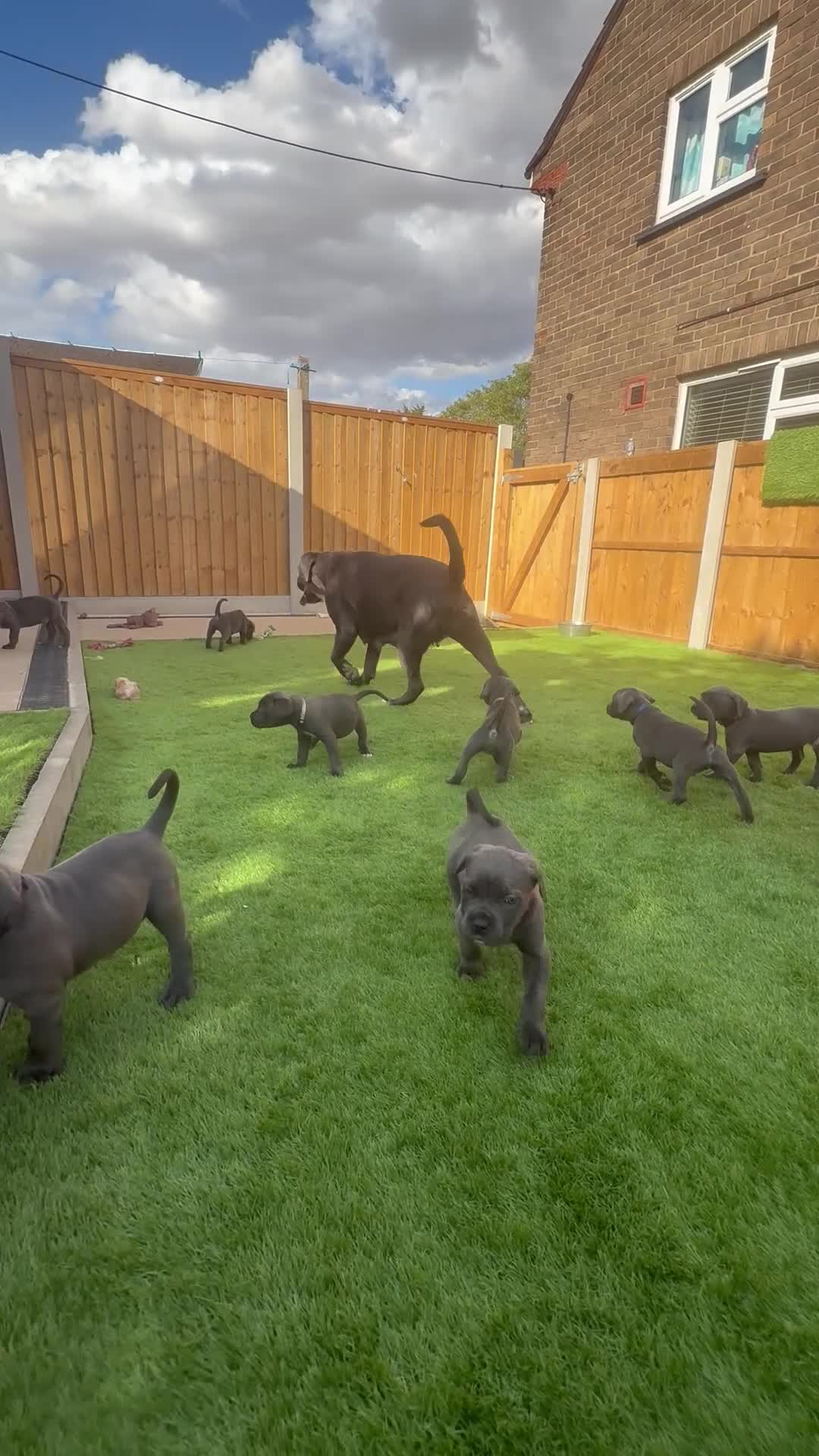 Cane Corso dogs for sale: X-Man Bloodline, Pedigree Cane Corso Puppies - Video 1