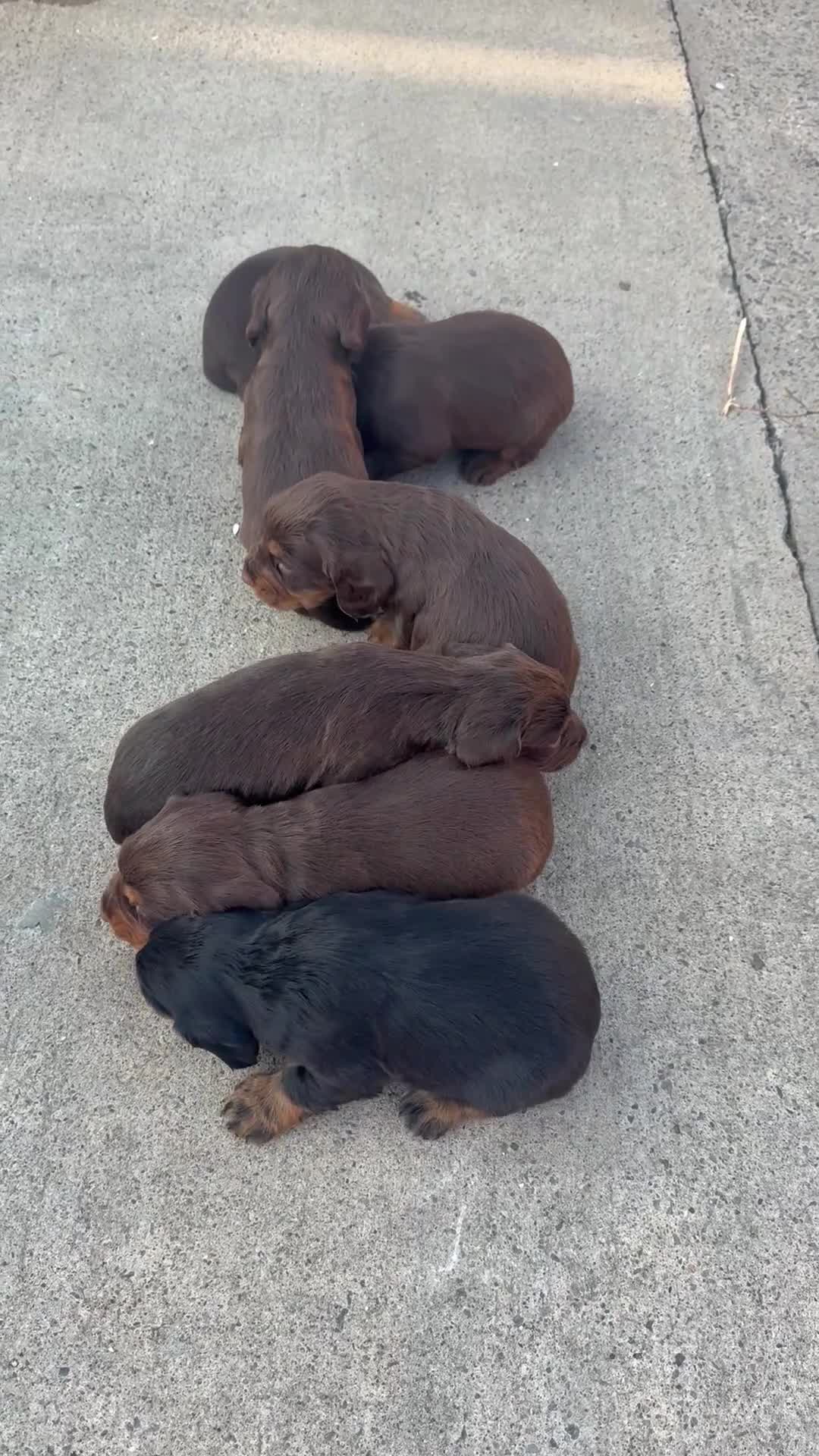 Cocker Spaniel dogs for sale: Kc registered cocker spaniel puppies  in Bishop Auckland - Video 1