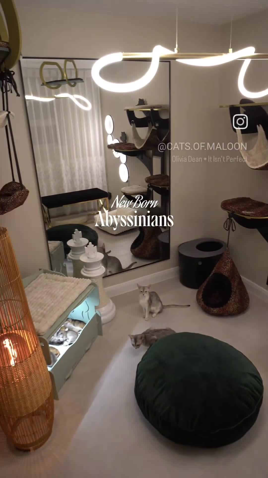 Abyssinian cats for sale: Pure Silver Abyssinian Champion Lines 🏆 Tica - Video 4