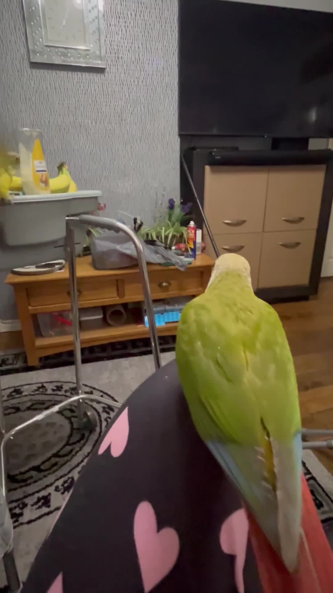 Conures birds for sale: Hand Reared Conures - Video 3