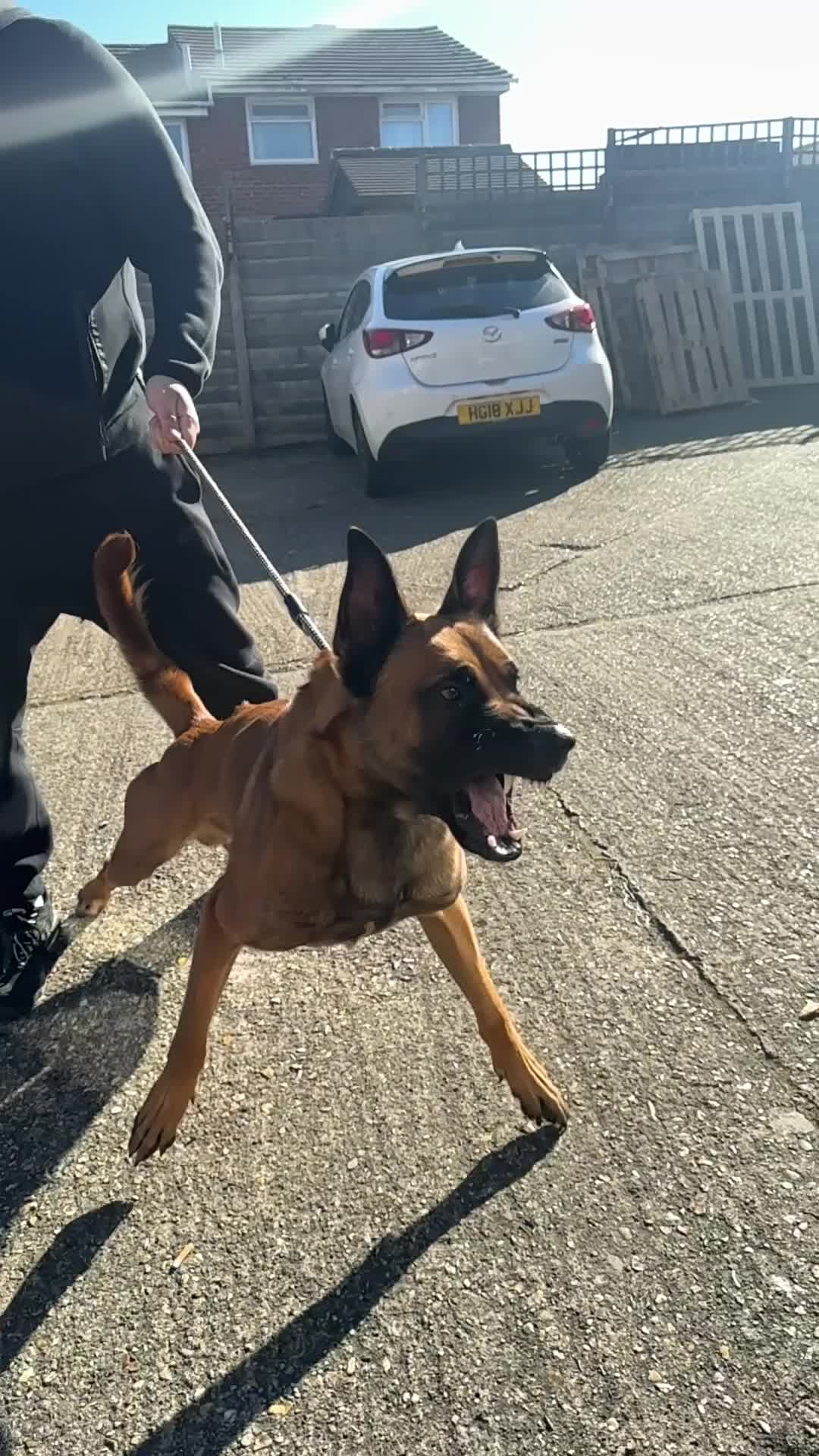 Belgian Shepherd Dog dogs for sale: Belgian Malinios (Singleton) Male  - Video 2