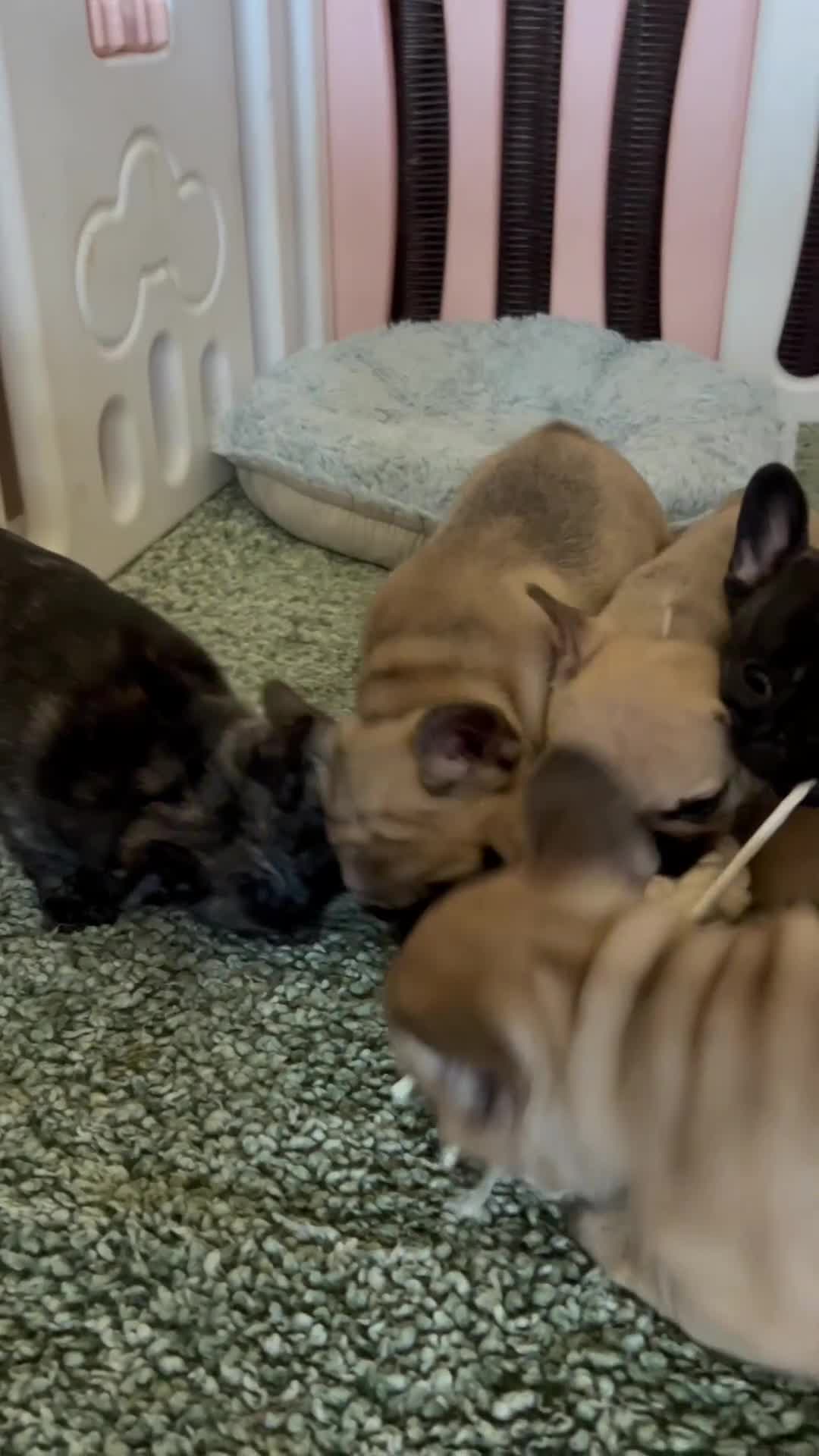 French Bulldog dogs for sale: KC wonderful French Bulldog puppies🐾 - Video 1