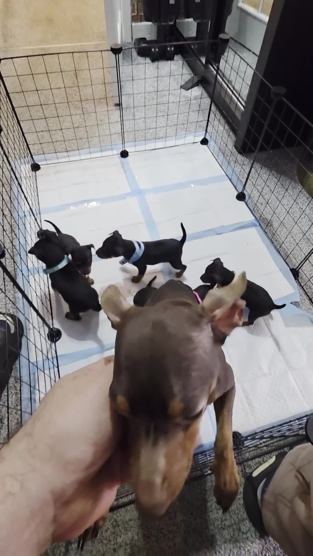Miniature Pinscher dogs for sale: Beautiful Miniature Pinscher Puppies  - Video 2