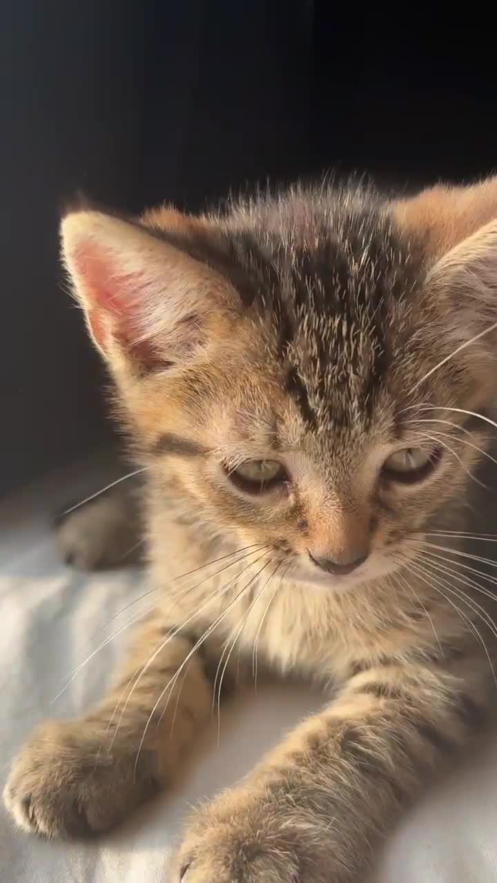Domestic Shorthair cats for sale: Beautiful female kitten  - Video 1