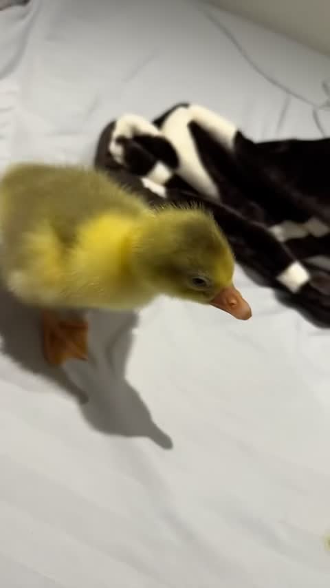 Geese poultry for sale: Baby goose for sale one left!! - Video 1