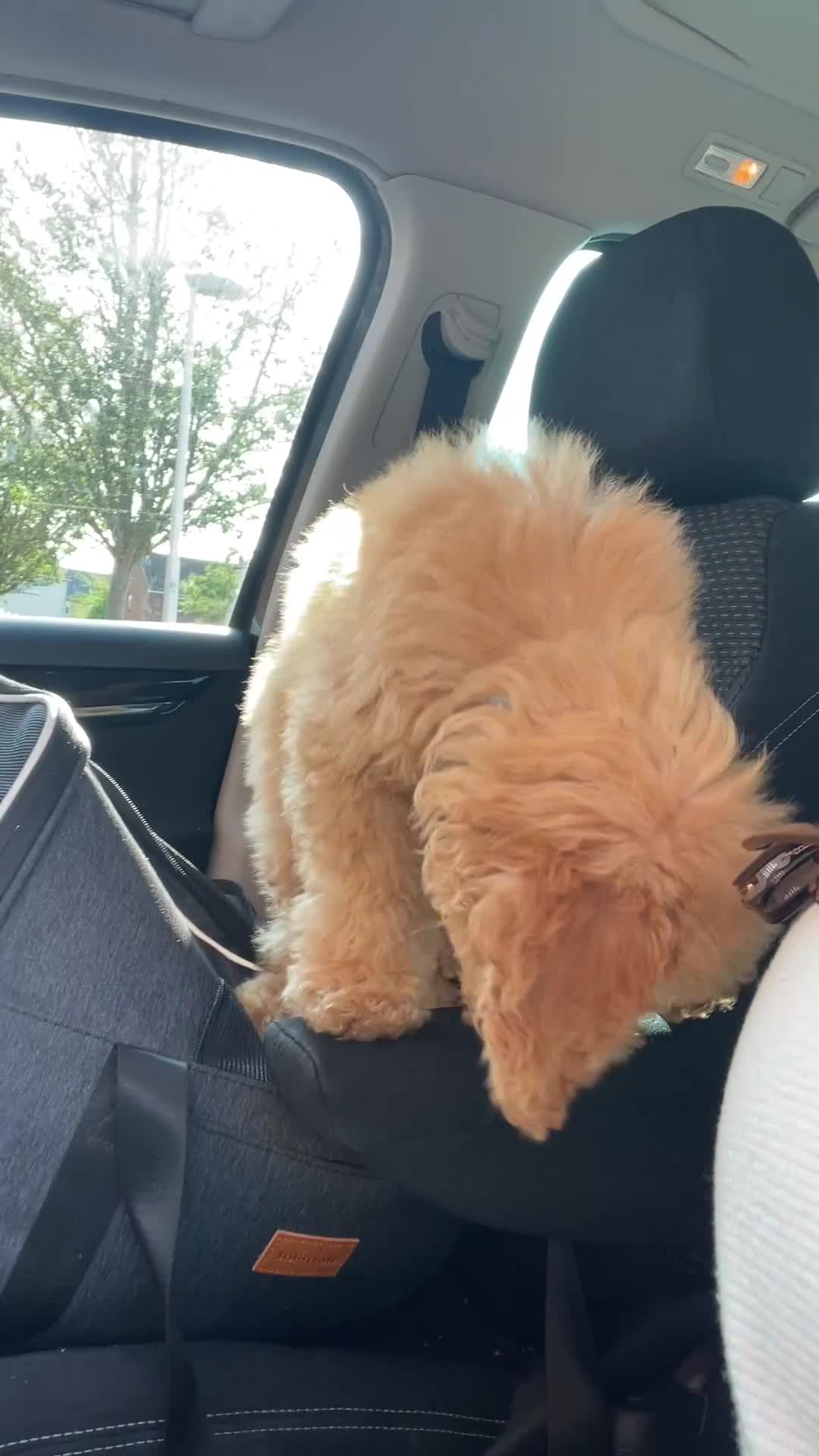 Miniature Poodle dogs for sale: Apricot miniature poodle  - Video 1