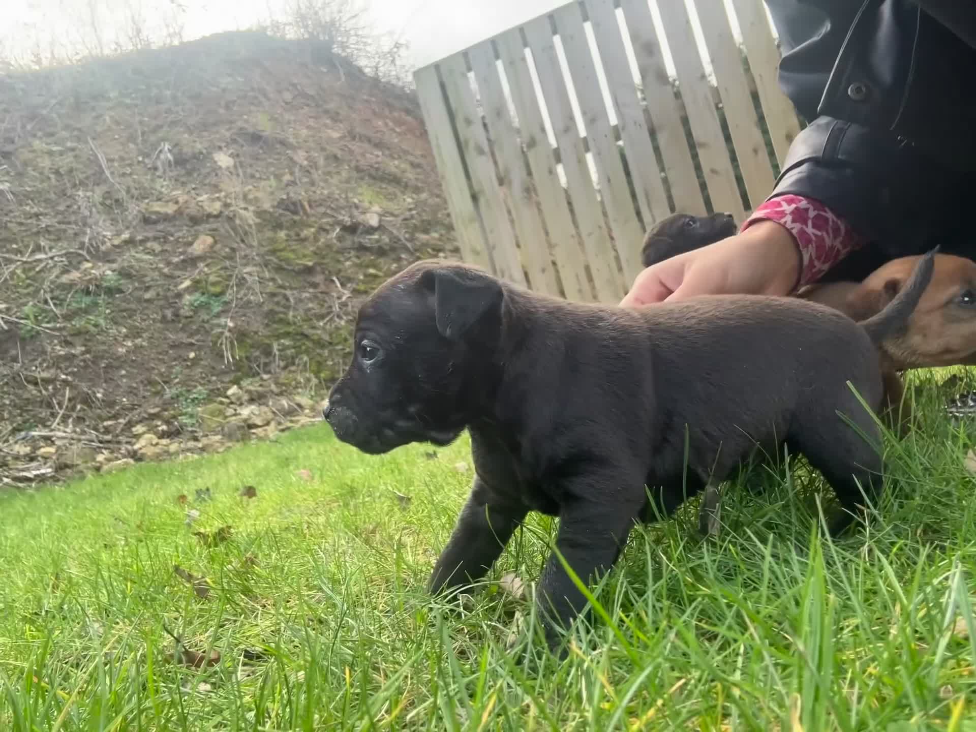 Patterdale Terrier dogs for sale: Stunning Patterdale pups  - Video 1