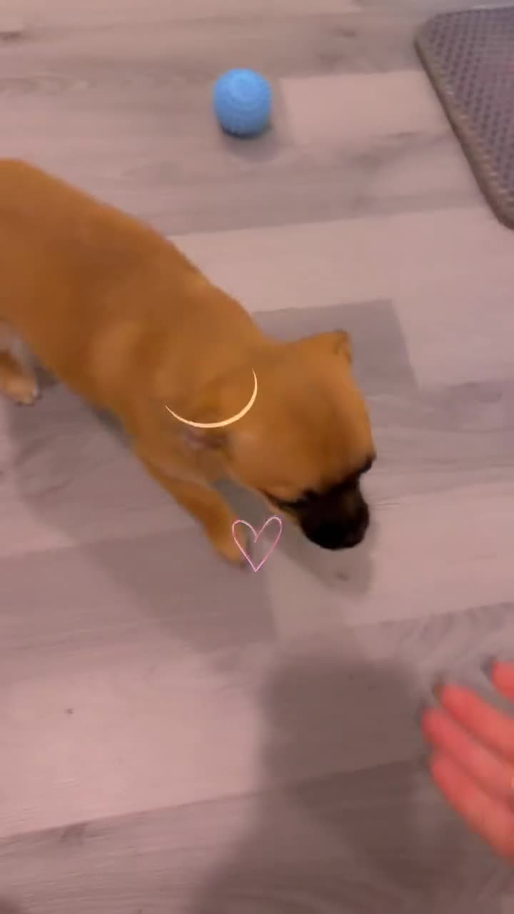 Pomchi dogs for sale: pomchi puppy female  - Video 2