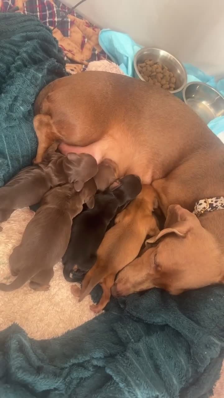 Miniature Dachshund dogs for sale: Miniature dachshund puppies - Video 3